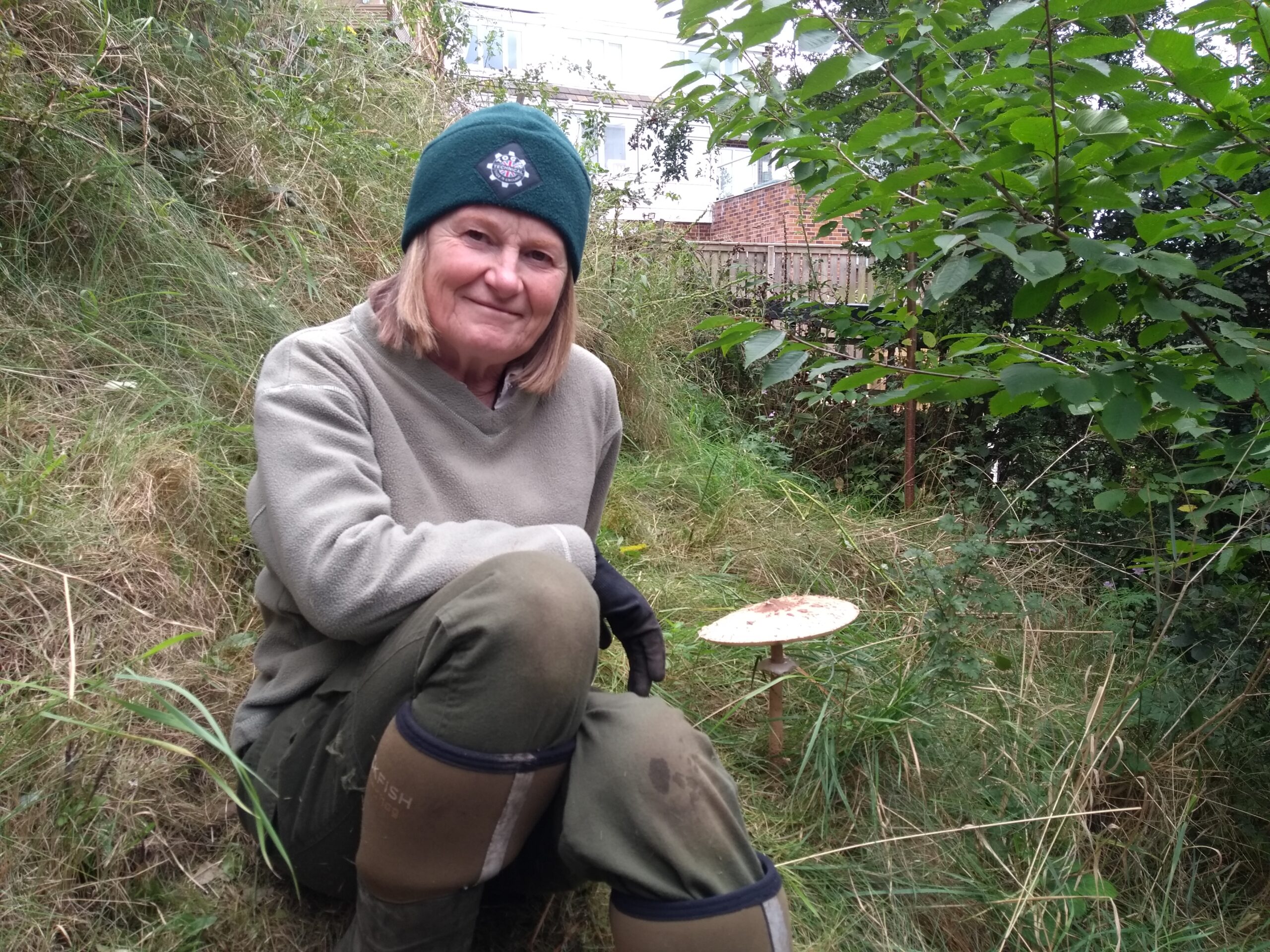 Parasol Mushroom