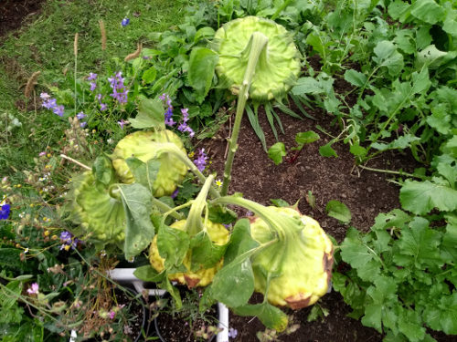 Sulking Sunflowers